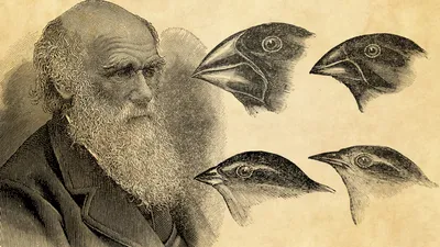 Charles Darwin and the Galapagos Finches